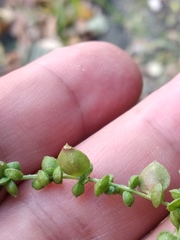 Atriplex micrantha