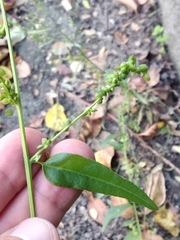 Atriplex micrantha