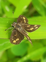 Taractrocera ceramas
