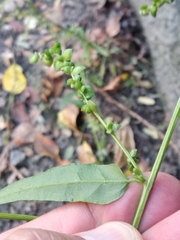 Atriplex micrantha
