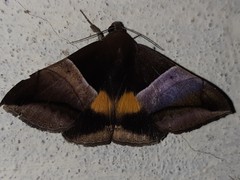Bastilla fulvotaenia