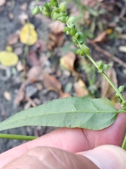 Atriplex micrantha