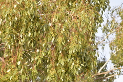 Eucalyptus populnea bimbil
