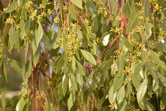 Eucalyptus populnea bimbil