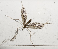 Mischoderus annuliferus