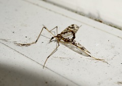 Mischoderus annuliferus
