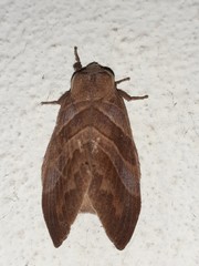 Lebeda nobilis