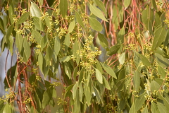 Eucalyptus populnea bimbil