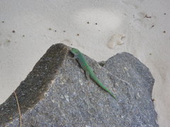 Phelsuma sundbergi longinsulae