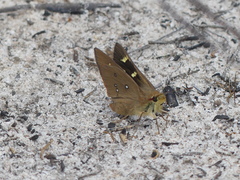 Hesperilla trimaculata