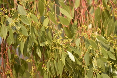 Eucalyptus populnea bimbil