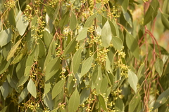 Eucalyptus populnea bimbil