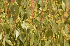 Eucalyptus populnea bimbil