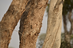Eucalyptus populnea bimbil