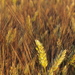 Durum Wheat - Photo (c) HermannFalkner/sokol, some rights reserved (CC BY-NC-SA)