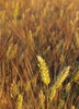Durum Wheat - Photo (c) HermannFalkner/sokol, some rights reserved (CC BY-NC-SA)