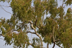 Eucalyptus populnea bimbil