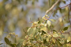 Eucalyptus populnea bimbil