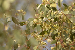 Eucalyptus populnea bimbil