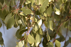 Eucalyptus populnea bimbil