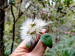 Metrosideros albiflora