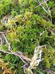 Sphagnum inundatum