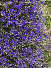 Dampiera diversifolia