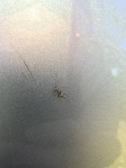 Hexatricha pulverulenta