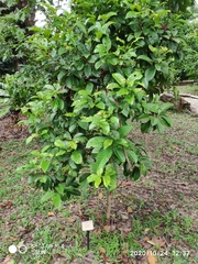 Syzygium borneense