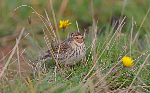 Escribano pigmeo (Emberiza pusilla)