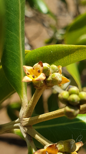 Avicennia marina image