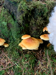 Hypholoma