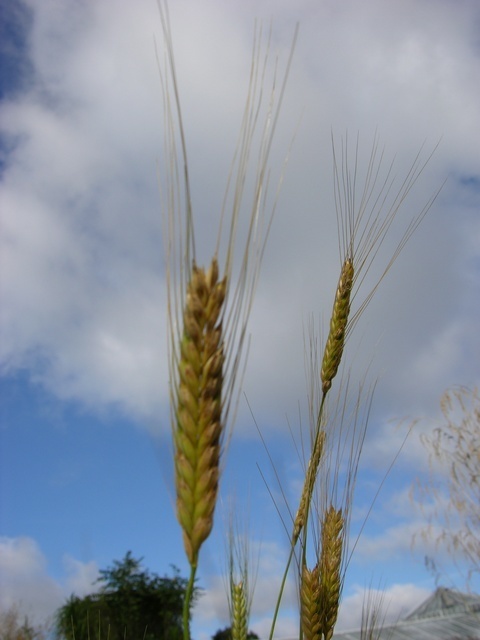 Einkorn
