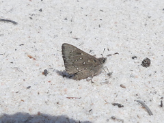 Trapezites sciron eremicola