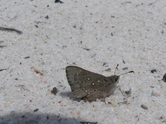 Trapezites sciron eremicola