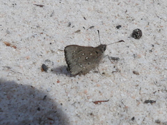 Trapezites sciron eremicola