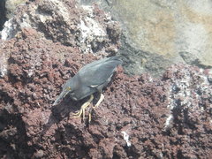 Butorides striata sundevalli