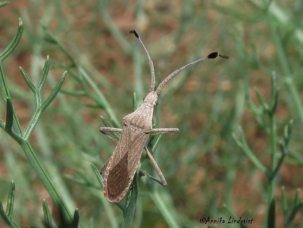 Flat horned coreid