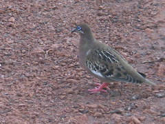 Zenaida galapagoensis