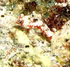 Synchiropus moyeri