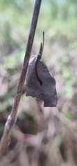 Libythea laius