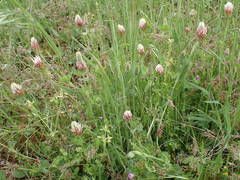 Trifolium incarnatum molinerii