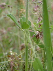 Trifolium incarnatum molinerii