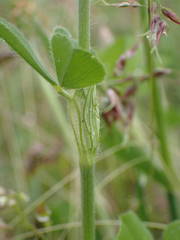 Trifolium incarnatum molinerii