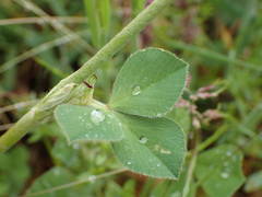 Trifolium incarnatum molinerii