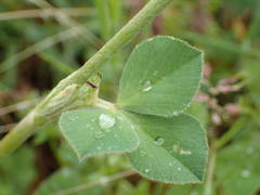 Trifolium incarnatum molinerii