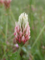 Trifolium incarnatum molinerii