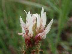 Trifolium incarnatum molinerii