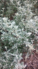 Chenopodium parabolicum
