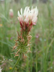 Trifolium incarnatum molinerii